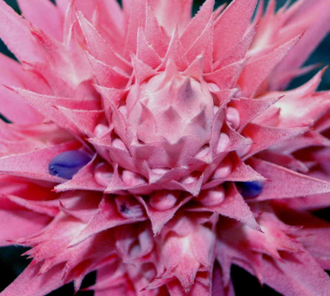 Starfish Plant